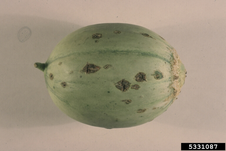Cladosporiosis in melon | idMicrobe