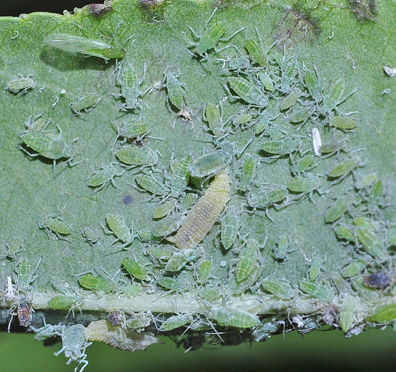 Pulgones en Albaricoque: Cómo se reconoce y se trata eficazmente