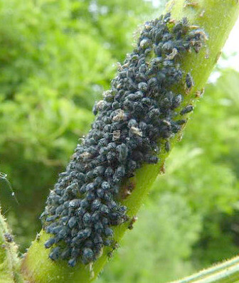 Pulgón negro de las habas: Síntomas y daños en Geranio