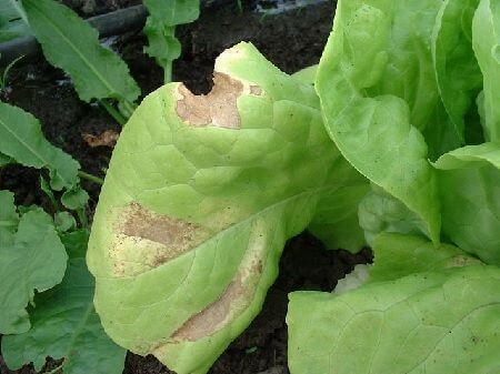 Mildiu en lechuga y similares | idMicrobe