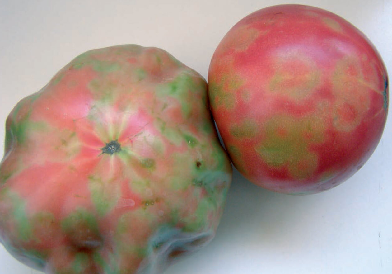 Virus del mosaico del tomate (ToMV): Síntomas y daños en Tomate