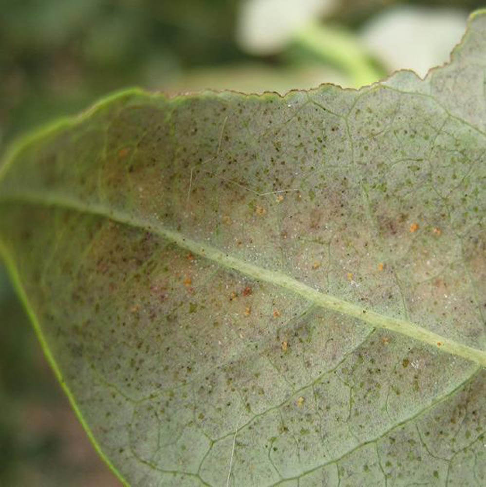 Damage caused by red spider mites on blueberries