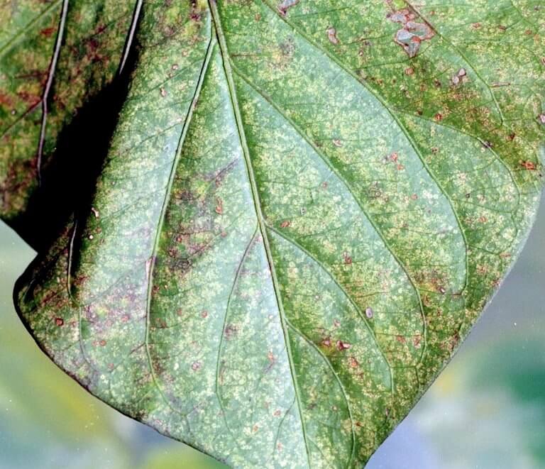 Aranha vermelha: sintomas e danos no abacate