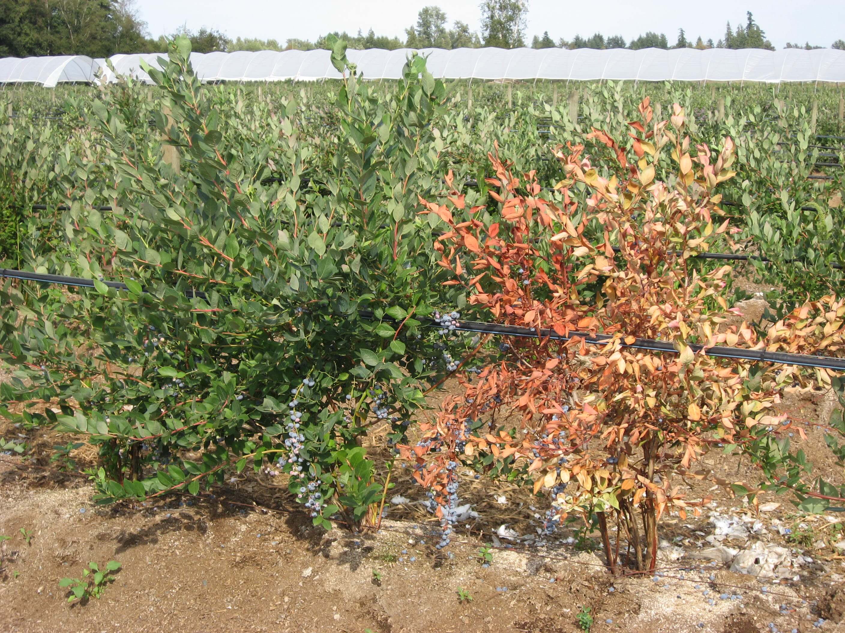 Sintomas, tratamentos e recomendações para tratar a podridão da raiz ou da coroa
