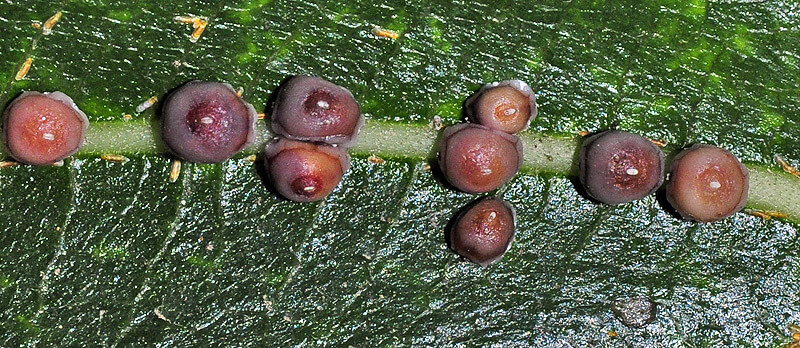 Fig scale or mealybug on figs: How to recognize and treat them effectively