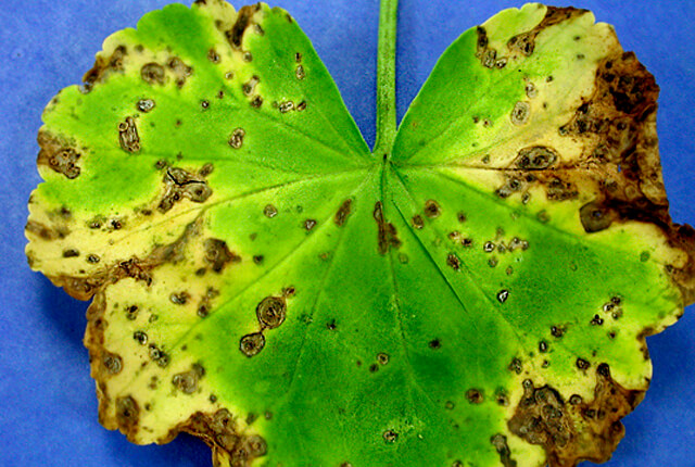 Bacterial Spot on Geraniums: How to Recognize and Treat It Effectively