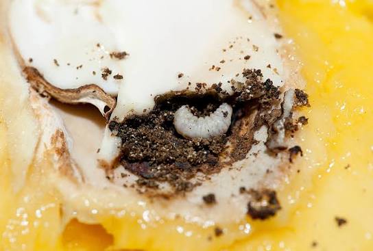 Gorgojos en frutos: Cómo se reconoce y se trata eficazmente