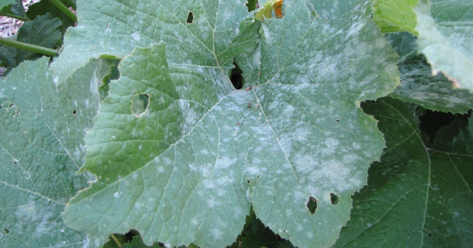 Powdery mildew on cucumber | idMicrobe