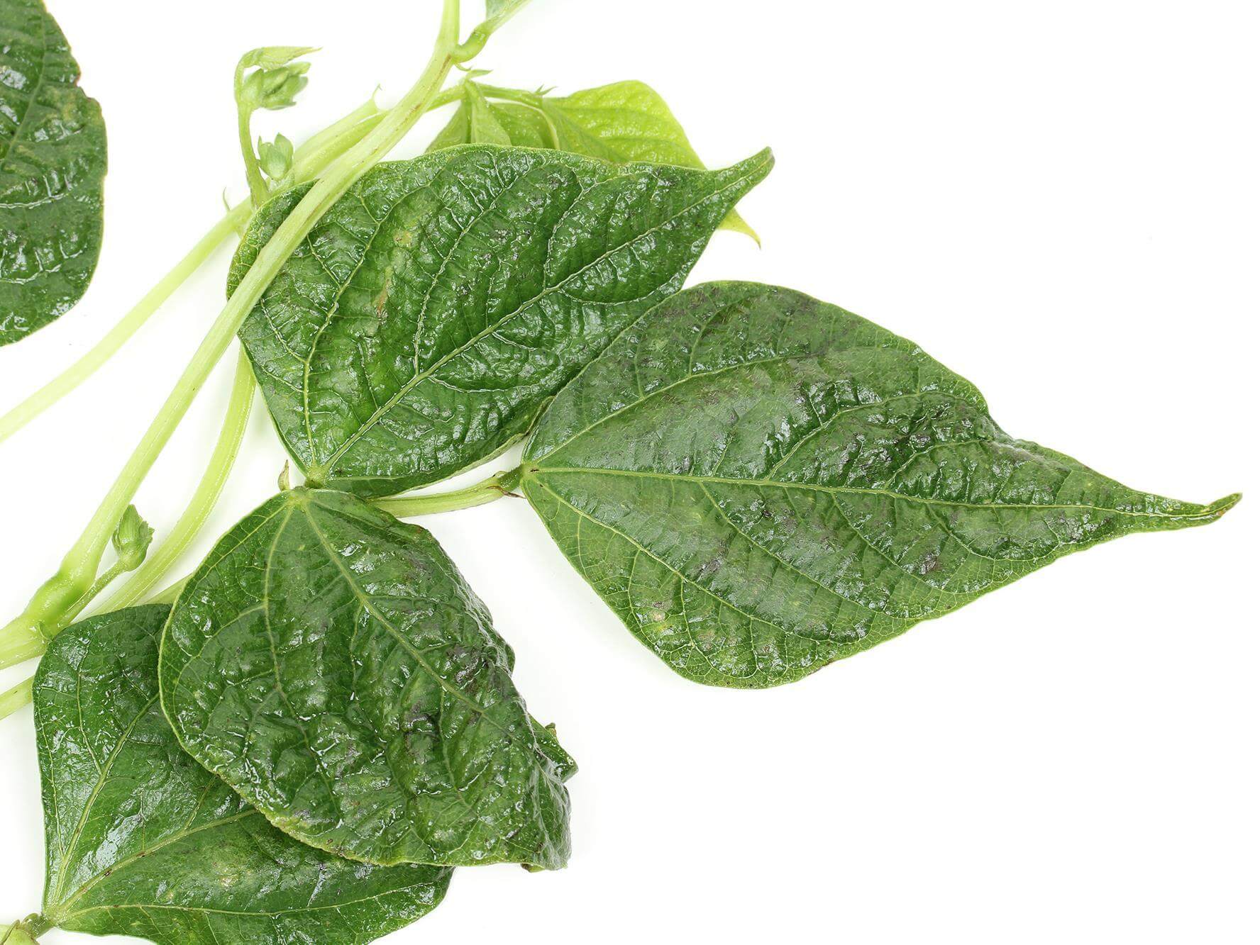 Virus del mosaico común de la soja: Síntomas y daños en Soja