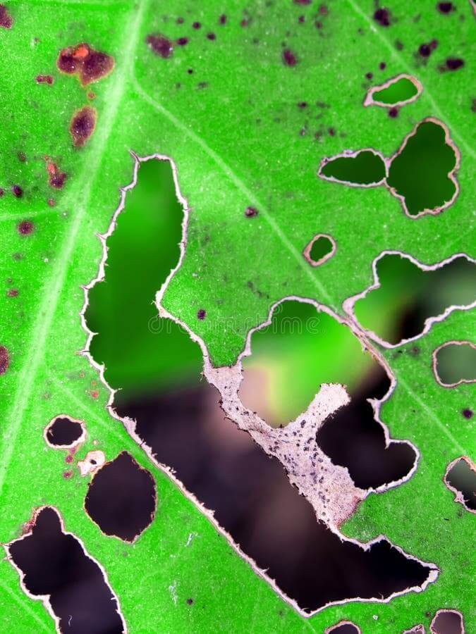 Polilla de la panoja o polilla del estuche: qué es, cómo se origina y cómo eliminar de forma efectiva en quinoa