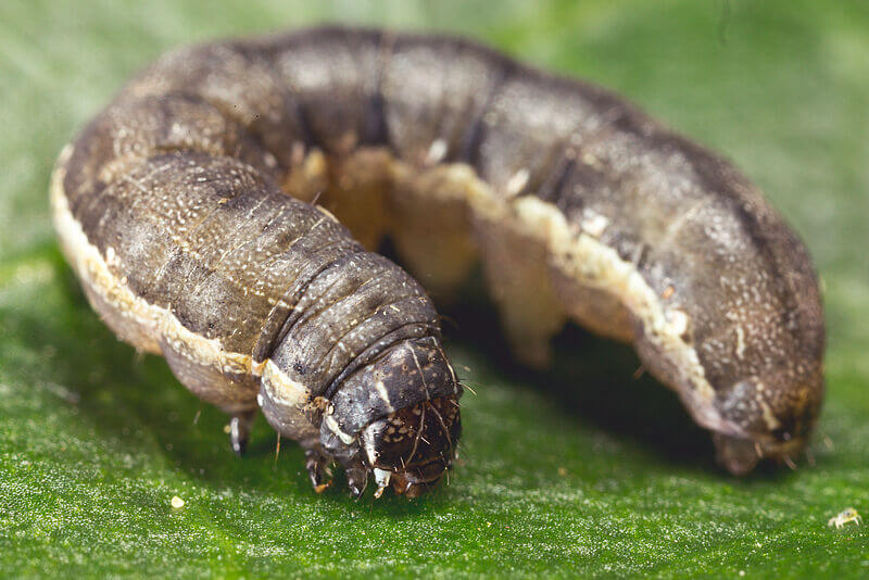 Gray Bollworm in Lettuce and Similar Plants: How to Recognize and Treat It Effectively
