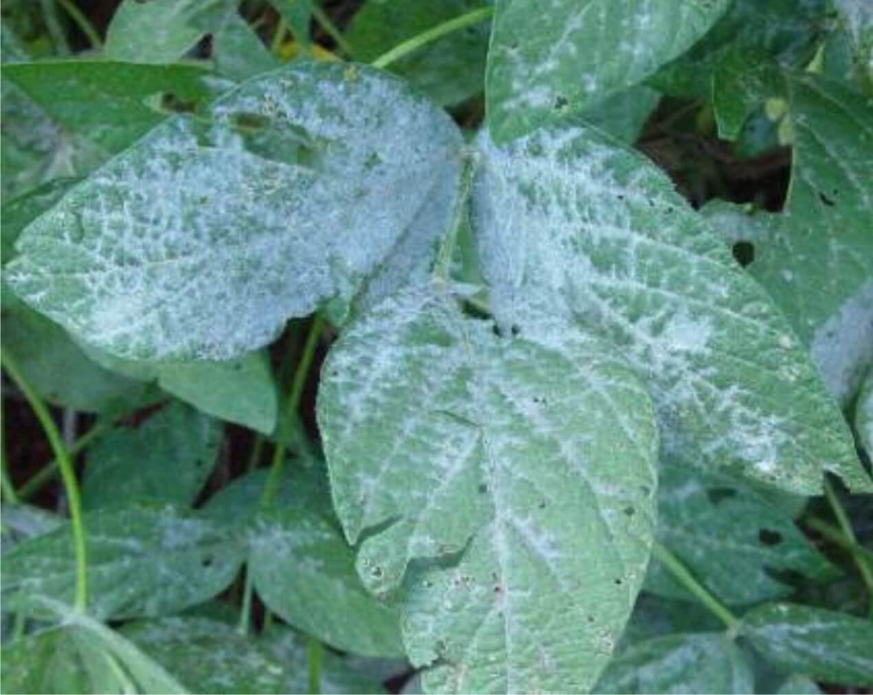 Como reconhecer e combater o oídio na soja