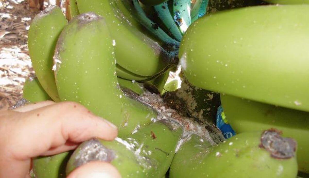 Banana mealybug: Symptoms and damage to banana trees