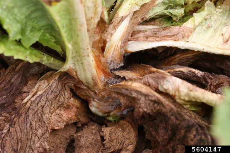 Pourriture grise de la laitue et des plantes similaires : comment la reconnaître et la traiter efficacement