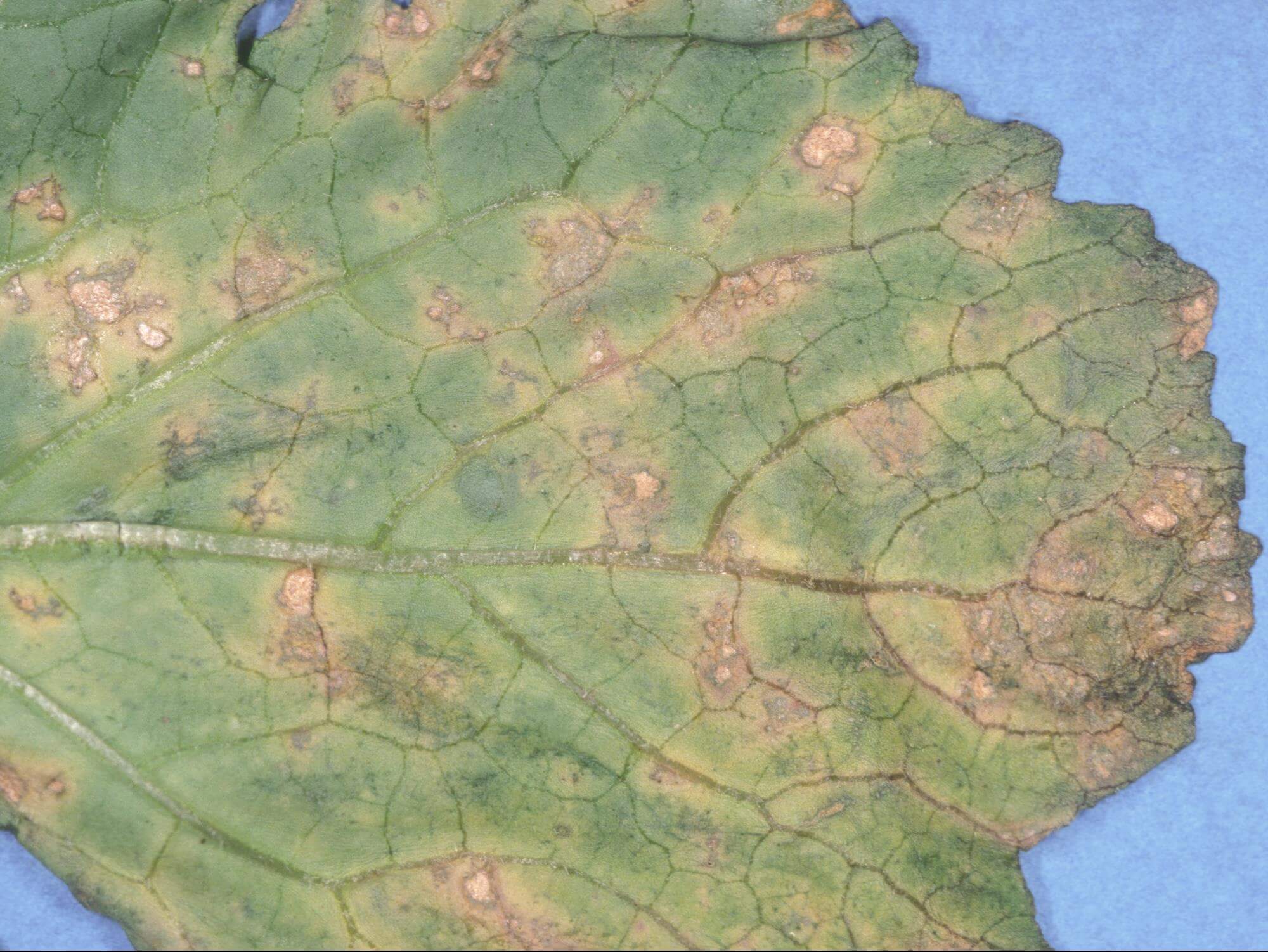 Mofo no rabanete | idMicrobe