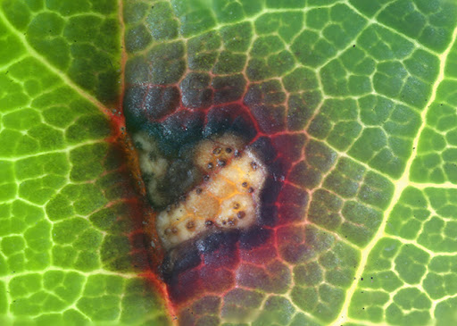 Mouches à fruits sur baies | idMicrobe