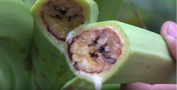 Moko or madaviche in banana tree | microbeid