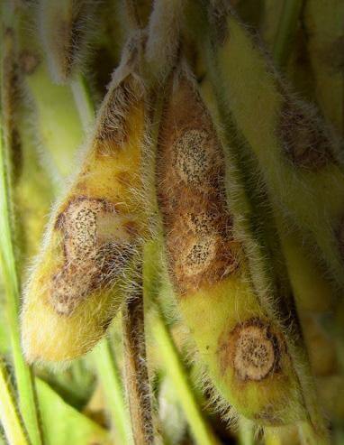 Antracnosis en soja | idMicrobe
