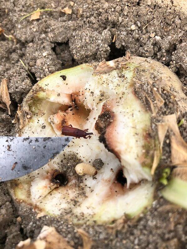 Danos causados por Lixus na beterraba sacarina