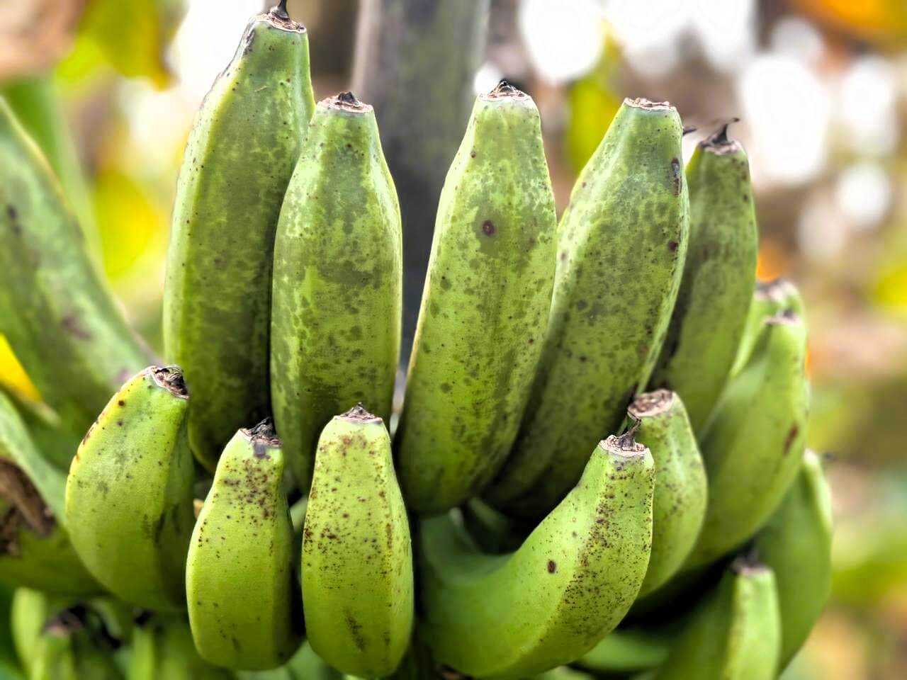 Mancha de bananeira: sintomas e danos em bananeiras