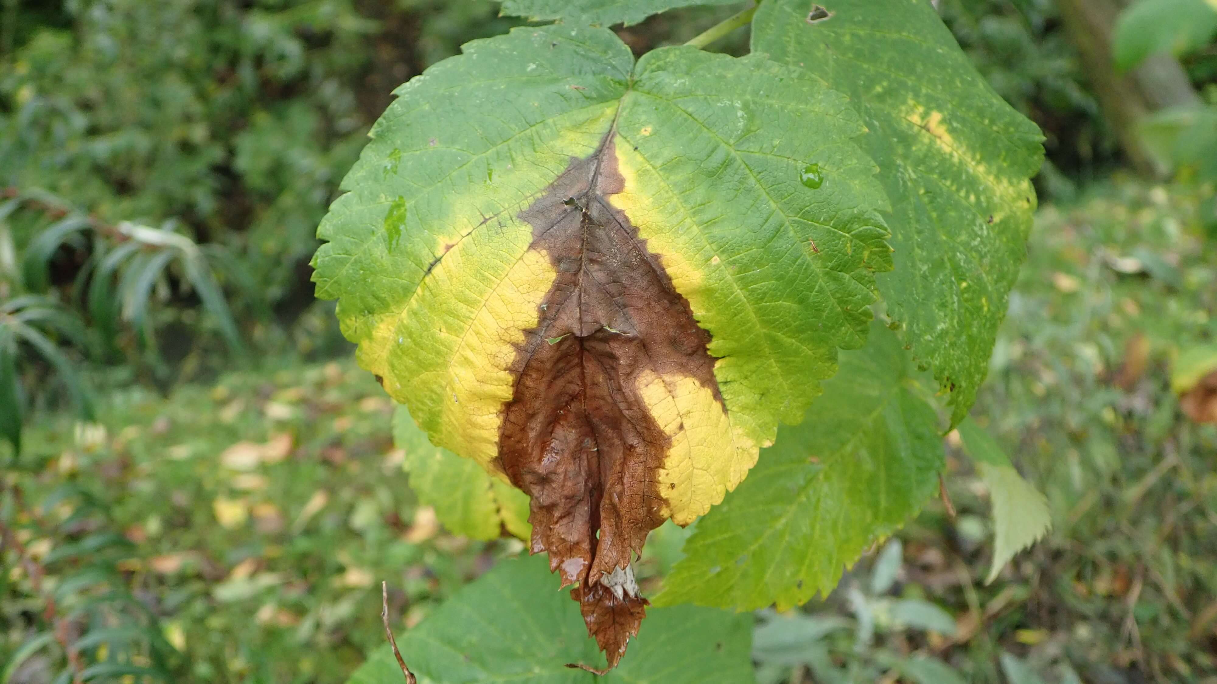 La brûlure des dards du framboisier : qu'est-ce que c'est, comment elle se produit et comment l'éliminer efficacement