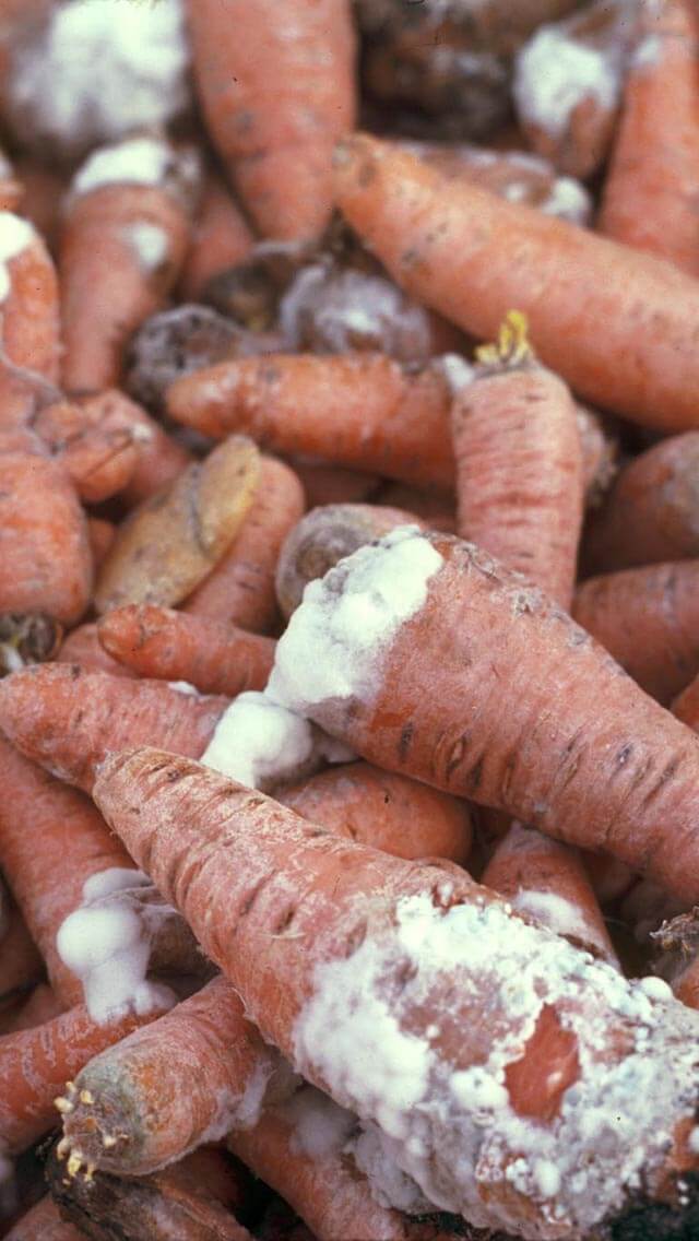 Podridão branca em cenouras | idMicrobe