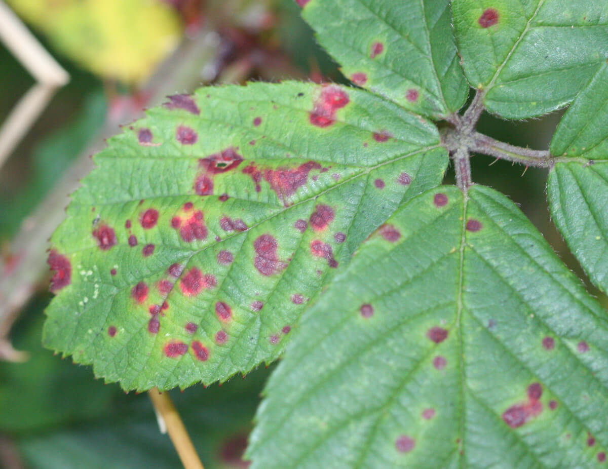 Violet rust in blackberries: How to recognize and treat it effectively