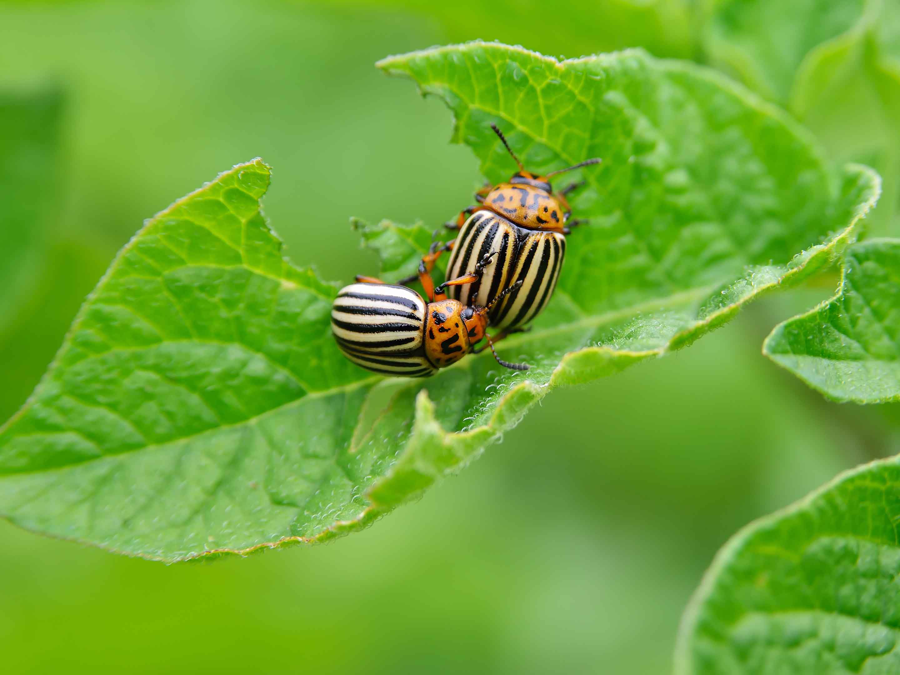 Escarabajo de la patata: qué es, cómo se origina y cómo eliminar de forma efectiva
