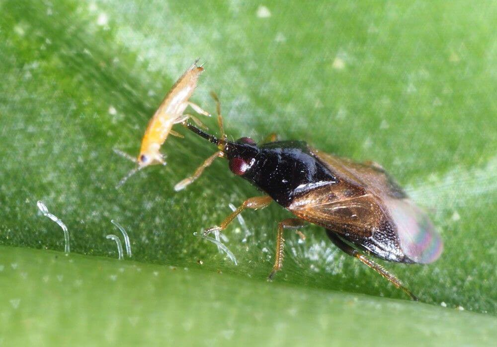 CHINCHES DEPREDADORAS