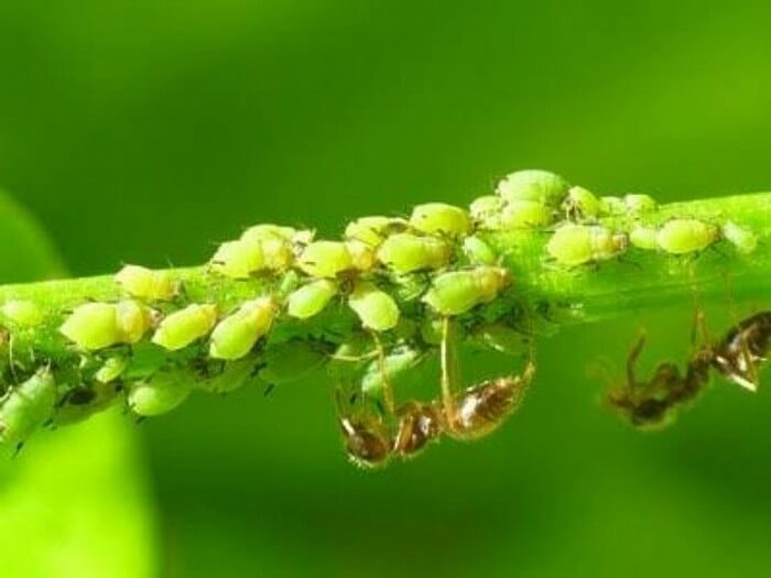 Aphids on Quinoa: How to Recognize and Treat Them Effectively