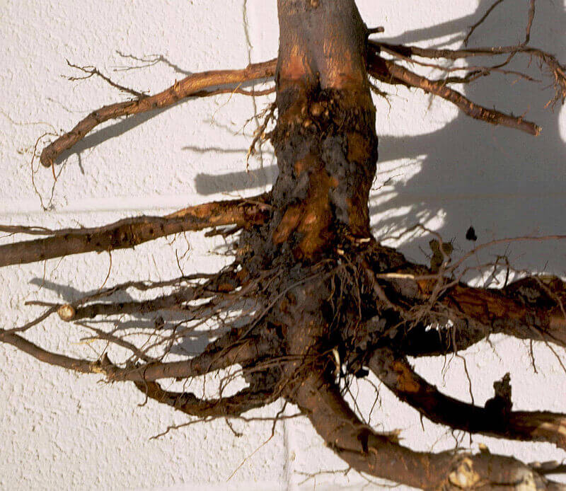 Podredumbre de la corona o cuello en manzano | idMicrobe