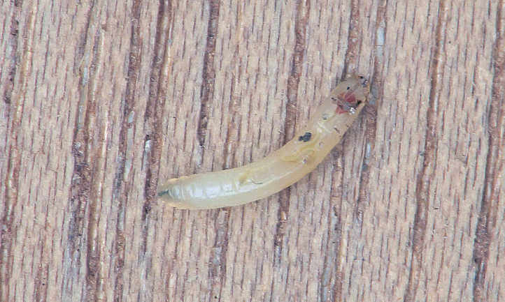 Mosca de la zanahoria | idMicrobe