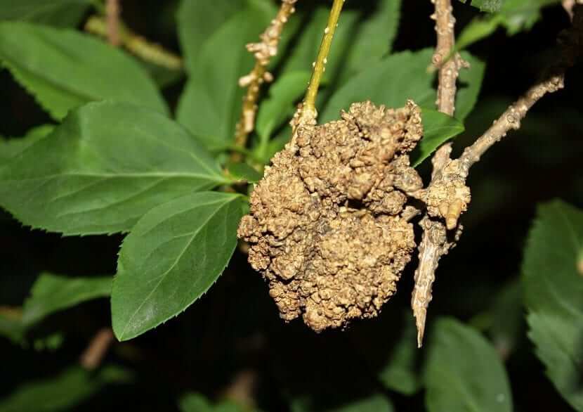 Agallas del tallo: qué es, cómo se origina y cómo eliminar de forma efectiva en frutales de pepita