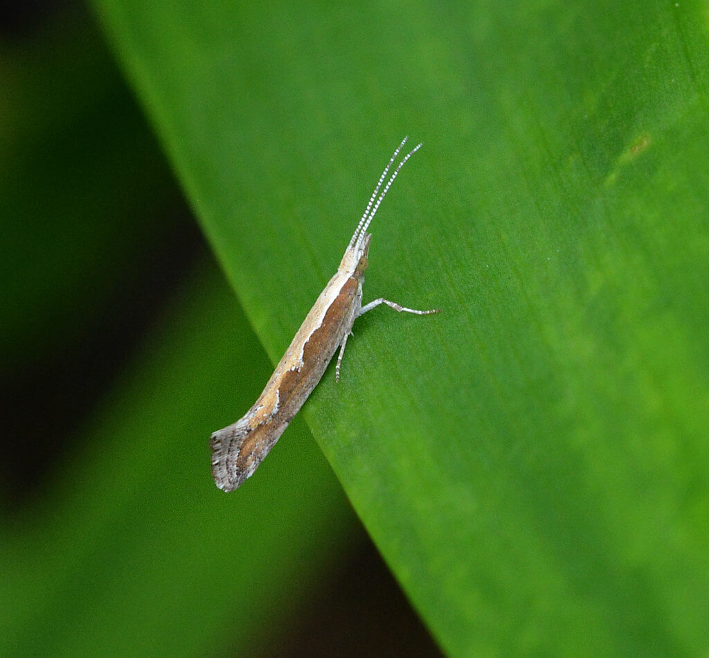 Danos causados pela traça-das-crucíferas à alface