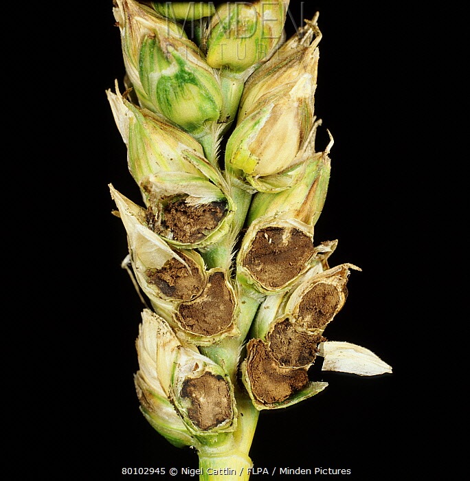 Wheat blight: Symptoms and damage in winter cereals