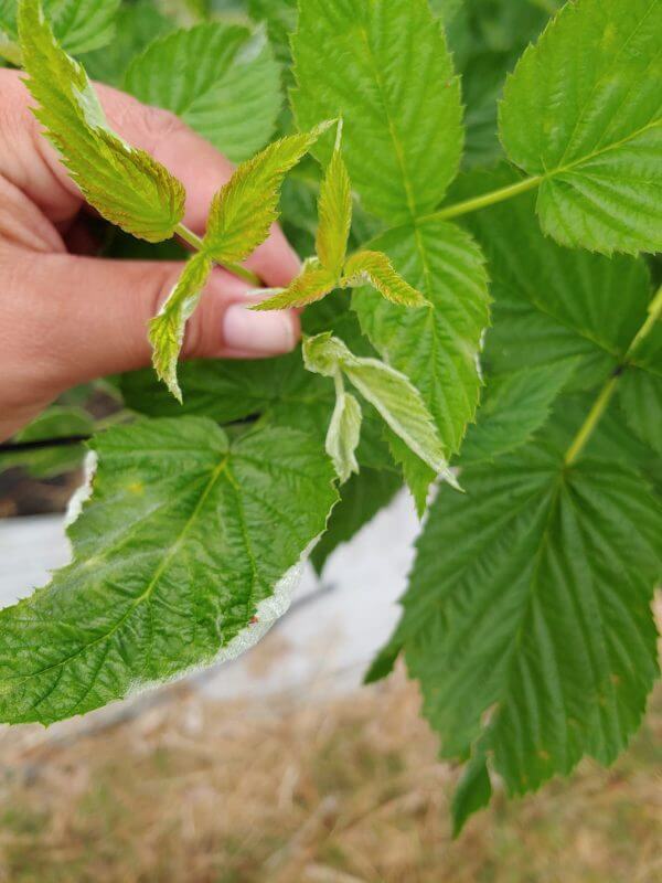 Virus rizo de la frambuesa (rprsv) | idMicrobe