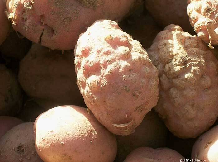 Nematodo de las agallas: qué es, cómo se origina y cómo eliminar de forma efectiva en patata