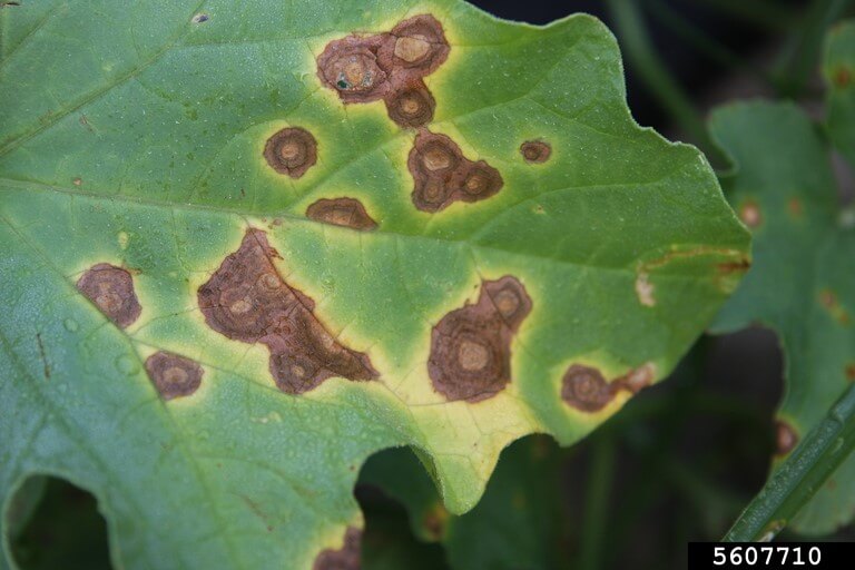 Alternariosis en Plantas ornamentales: Cómo se reconoce y se trata eficazmente