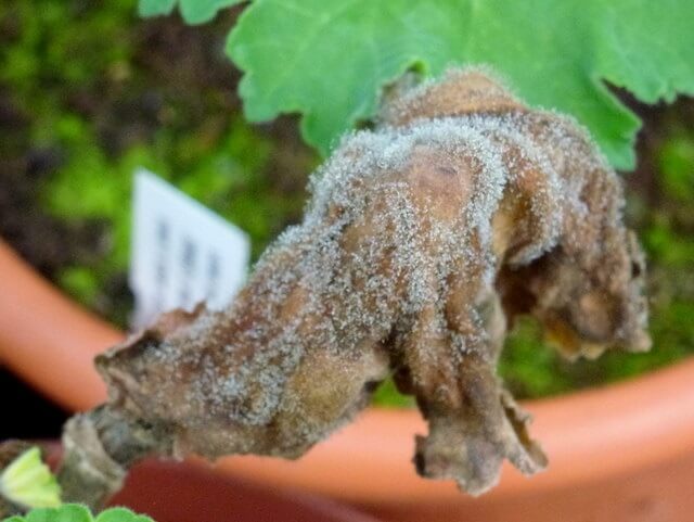 Symptoms, treatments, and recommendations for treating gray mold