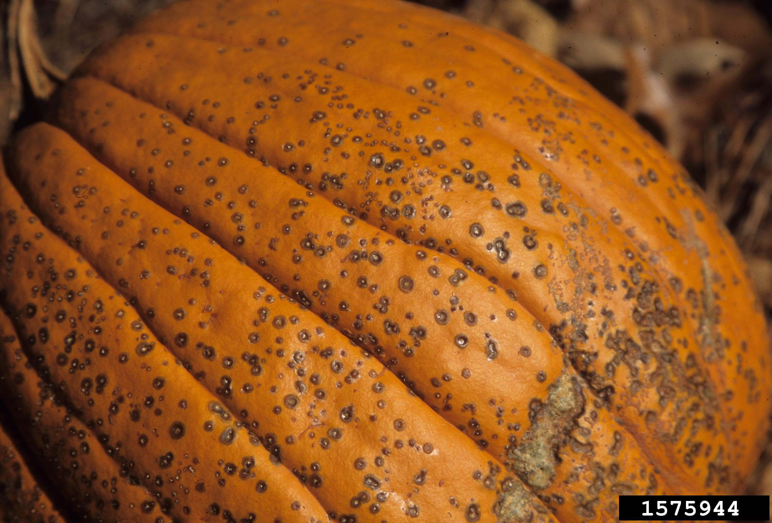 Mancha bacteriana en calabaza | idMicrobe