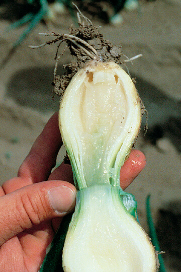 Pourriture molle de l'oignon : comment la reconnaître et la traiter efficacement