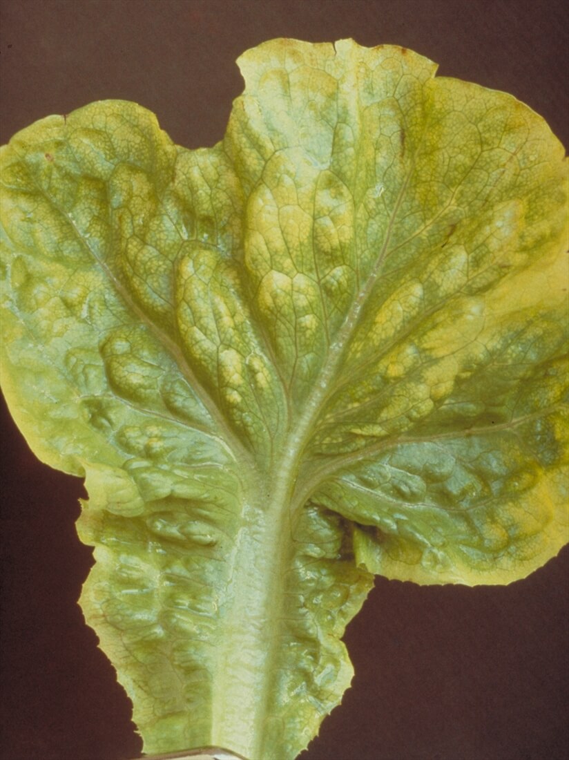 Virus del mosaico de la lechuga en Lechuga y similares: Cómo se reconoce y se trata eficazmente