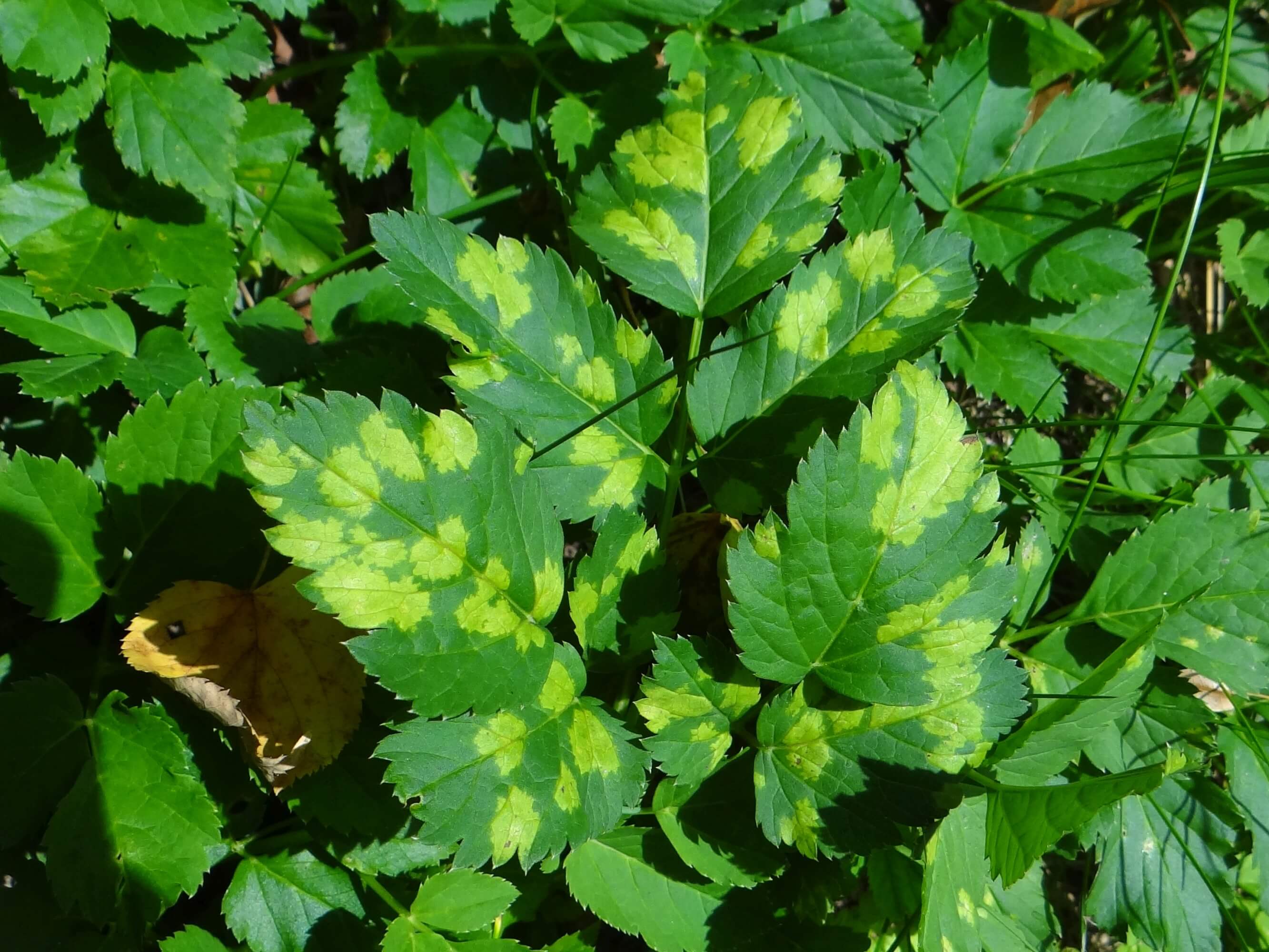 Mofo: Sintomas e Danos no Aipo