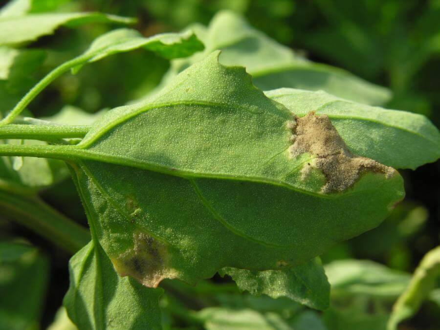 Mildew on Sugar Beet: How to Recognize and Treat It Effectively