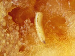 Mosca mediterránea de la fruta (Ceratitis capitata): Síntomas, daños y soluciones en frutos