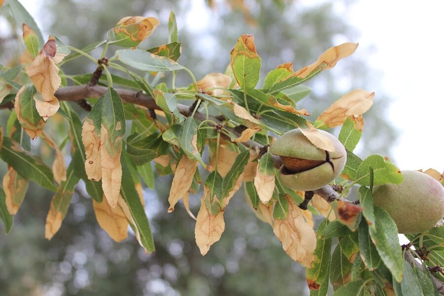Cómo reconocer y combatir decaimiento del almendro o xylella