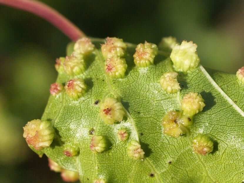 Filoxera en Vid: Cómo se reconoce y se trata eficazmente