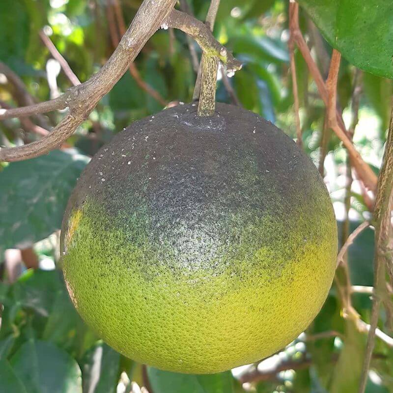 Daños causados por Negrilla o fumagina en Naranjo