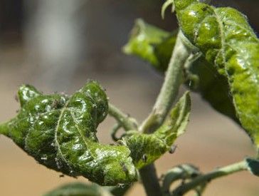 Pulgón en Melocotón, durazno o nectarina: Cómo se reconoce y se trata eficazmente