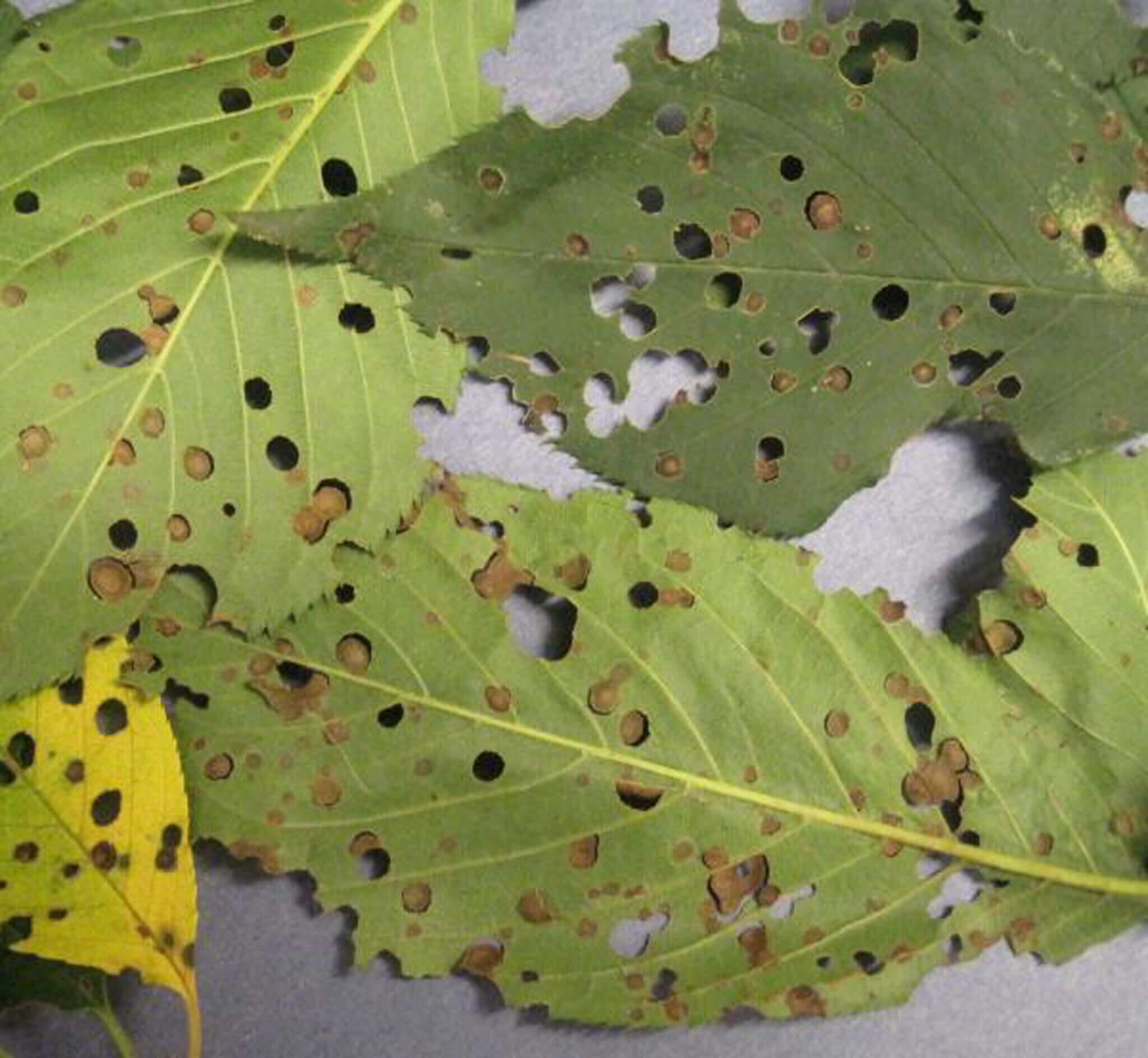 Shotgunning ou Shotgunning: Sintomas e Danos em Cerejeiras